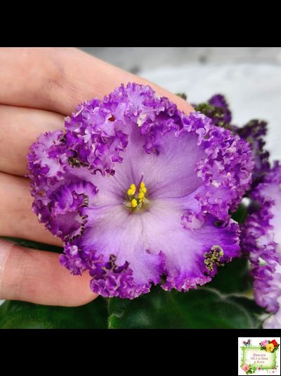 АВ-Пенная Вечеринка (Фиалковод) 2021 г.