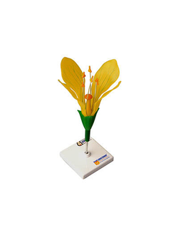 Модель цветка капусты