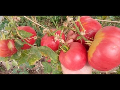 Томат Толстяк из Патонеса (Gordo de Patones)