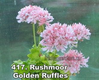 Пеларгония rushmoor golden ruffles фото и описание