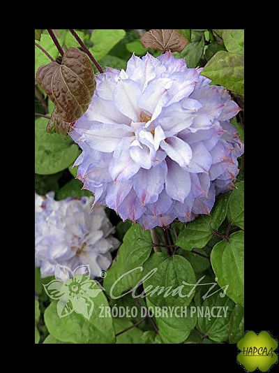 Клематис 'Veronica's Choice' (Вероникас Чойс) (2 группа)