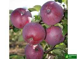 Яблоня "Спартан"