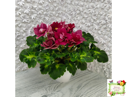 ВаТ-Супер Мама (Т.Валькова) 2020 г.