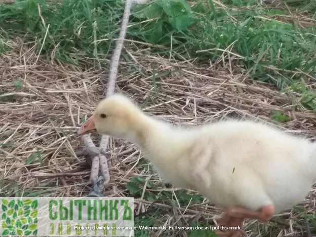 Наши фермерские гуси