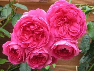 Пинк Клауд ( Pink Cloud) роза, ЗКС