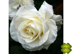 РОЗА ч/г "ТИНЕКЕ" (выносливая, повторноцветущая)