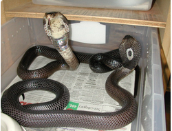 Моноклевая кобра (Naja kaouthia)