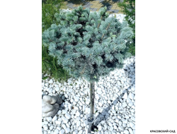 Ель Глаука Глобоза на штамбе - фото на участке - красовский-сад.рф
