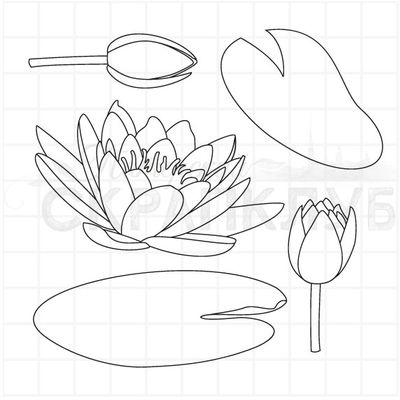 Штамп кувшинки