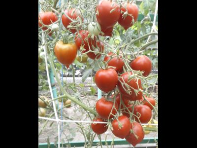 Томат Гибрид №2 Тарасенко