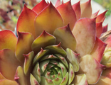 Sempervivum Goovy