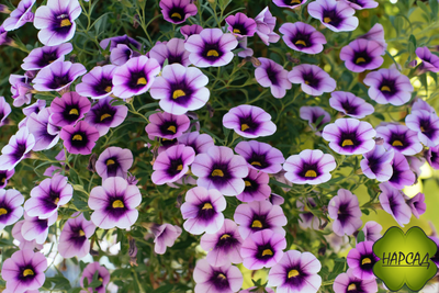 КАЛИБРАХОА АМПЕЛЬНАЯ РАССАДА