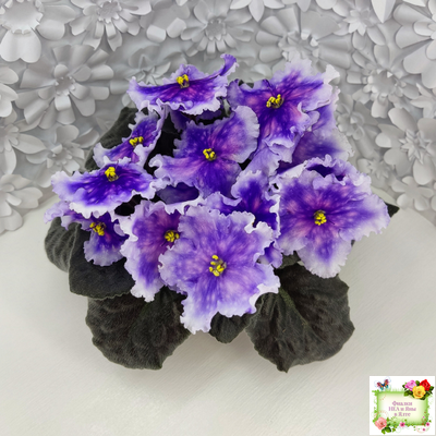 Dn-Огни Бродвея (Д. Денисенко) 2020 г.