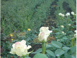 Эммма де мейян (Emma de Meilland),  Meilland International