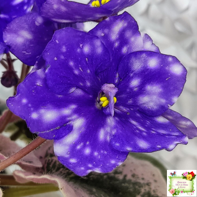 Rivermist Heavenly (J. Baker) (лист с детками укоренённый)