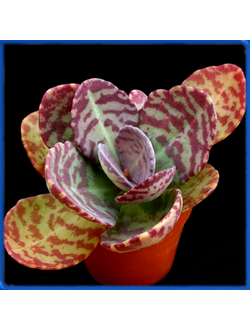 Kalanchoe humilis 'Desert Surprise'