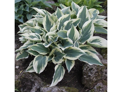 Хоста Грейт Эскейп (Great Escape)