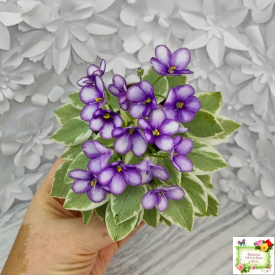 Rob's Lucky Penny (R.Robinson) (05/31/1997) листовая химера (пасынок сорт укоренённый)