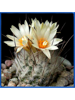 Turbinicarpus dickisoniae PP 215