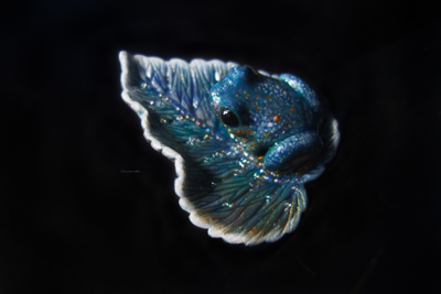 Фэнтези-кольцо с волшебной лягушкой "Пролетая над гнездом чудесниц..."