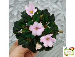 LV-Есть Время (Л. Шевелева) 2025 г. трейлер (клакамасный лонг)