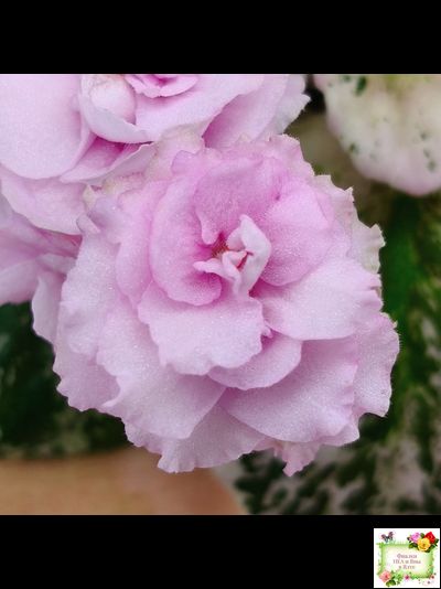 Rose Bouquet (G.T.Smith) (9028) 04/12/2001