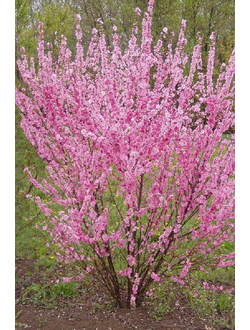 Миндаль трёхлопастный