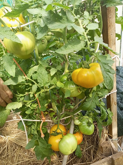 Томат Медовое авеню (Honey avenue)