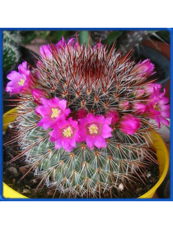 Mammillaria spinosissima 'Super Red'