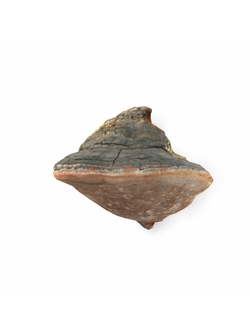 грибы Гриб чага