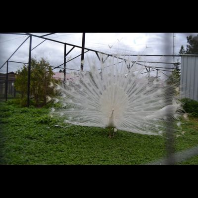 Экскурсия "Прогулка в парке птиц"