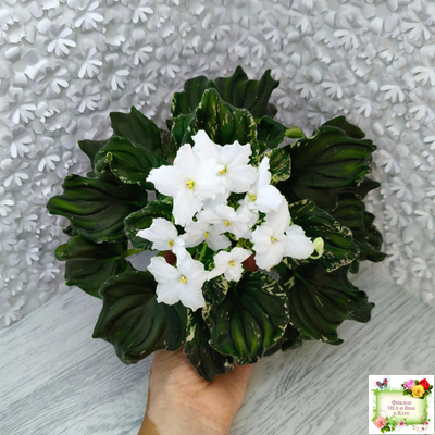 LV-Девятый Вал (Л. Шевелева) 2024 г. трейлер (пестролистный клакамас)