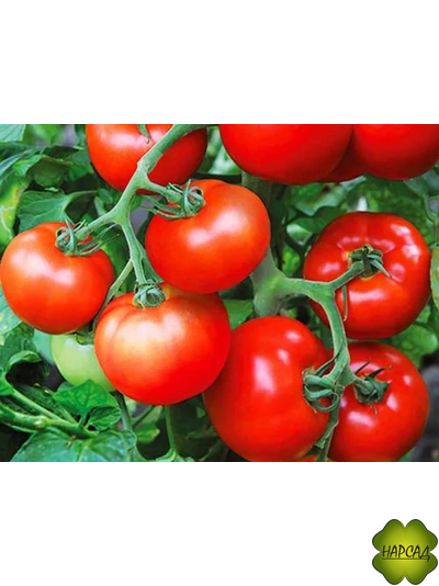 ТОМАТ "НЕПАС" (очень неприхотлив, 50 см, 80 г) непасынкующийся