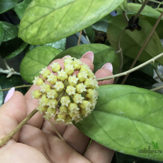 Hoya cv. Viola