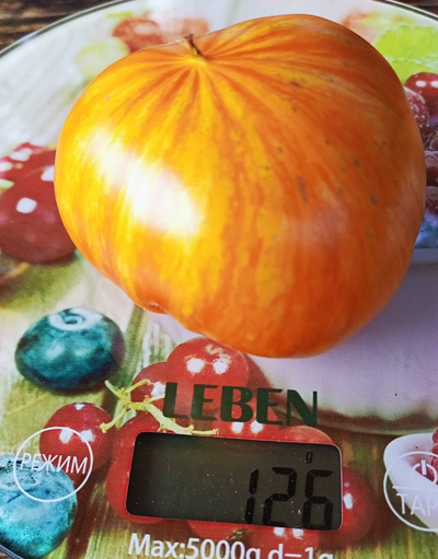 Томат Радужный сердцевидный джаз (Rainbow jazz heart)