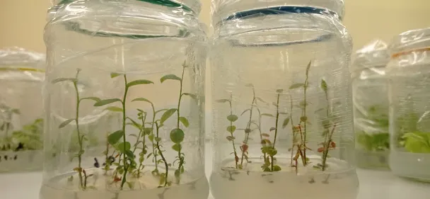 БиоТех растения in vitro