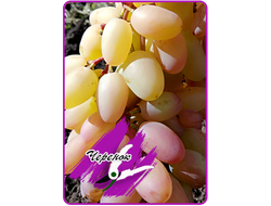 Юбилей Новочеркасска (укоренённый черенок)