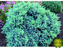 Можжевельник чешуйчатый "Блю Стар" (саженец 20 см)