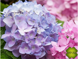 ГОРТЕНЗИЯ КРУПНОЛИСТНАЯ "Бесконечное лето" (Endless Summer The Original)  (ЦВЕТЕТ НА ПОБЕГАХ НОВОГО ГОДА!)