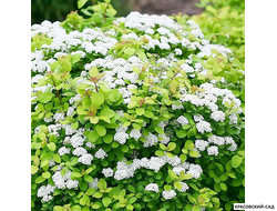 Спирея березолистная Пинк Спарклер в питомнике красовский-сад.рф