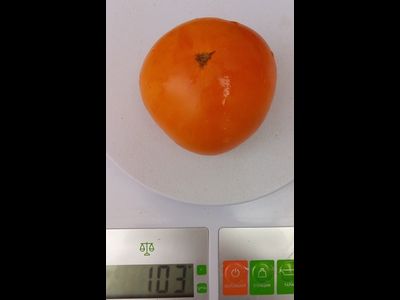 Томат Гном Парень из Локстона (Dwarf Loxton Lad)