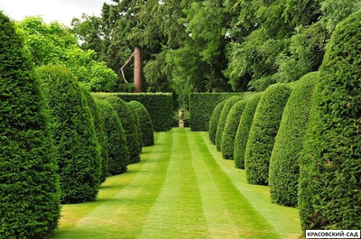 Туя Смарагд - Smaragd