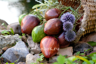 Томат Восставший Звездный Истребитель Прайм, 10 шт