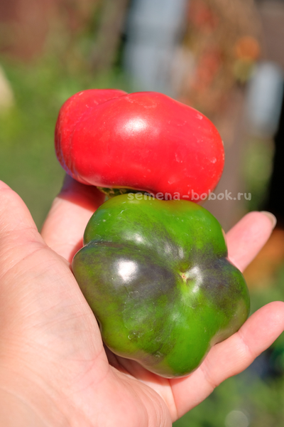 Перец сладкий Гогошар Советский, 10 шт