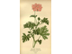 Герань (Pelargonium graveolens), цветки (5 мл) - 100% натуральное эфирное масло