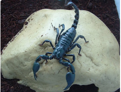 Heterometrus cyaneus