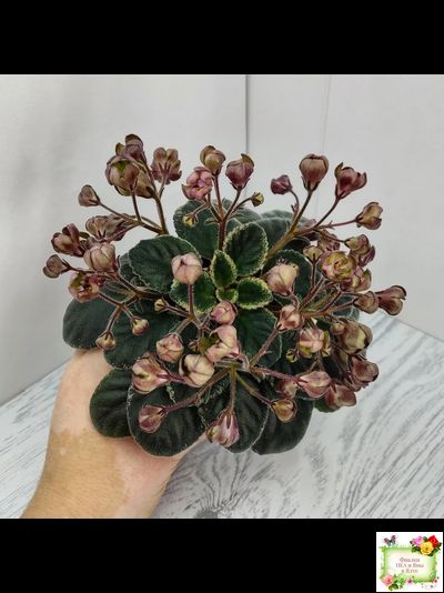 Н-Фавн (Н. Бердникова) 2017 г. (лист посажен 29.01.26)