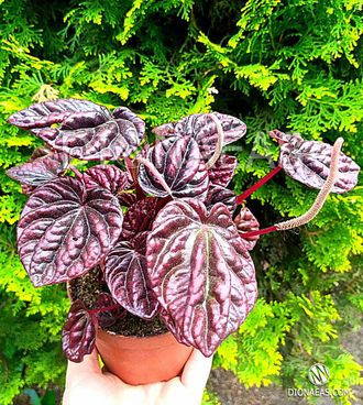 Peperomia caperata Schumi red