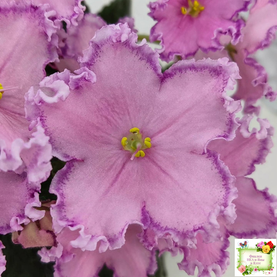 Nik-Хмельное Лето (Н. Булко) 2022 г. (крупная детка)