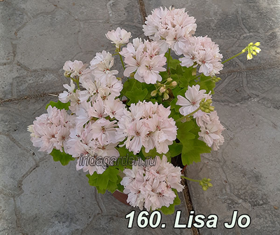 Пеларгония Lisa Jo